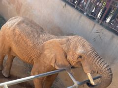 -西霞口神雕山野生动物世界