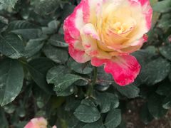 -人民公园(罗湖区)