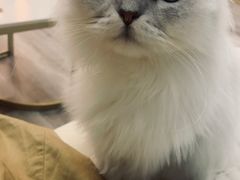 -BABIT巴比特宠物(MOMOPARK店)