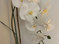 -Dragonfly悠庭·按摩Spa(浦东嘉里城店)