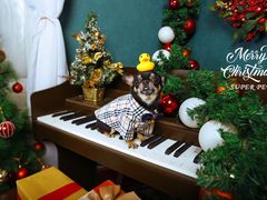 -超宠爱宠物摄影-Super pet