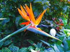 -北京植物园-展览温室