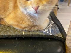 -平行世界·猫咖(首经贸店)