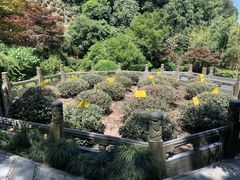 -十八棵（老龙井）御茶园(老龙井店)