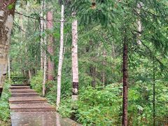 -五营红松林海景区