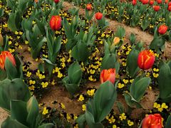 -花千代秘制烤鱼(新玛特店)