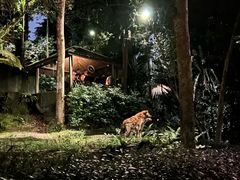 -夜间野生动物园