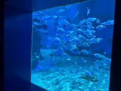 -北戴河圣蓝海洋公园