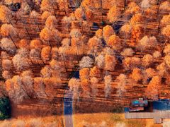 -黄海国家森林公园