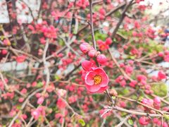 -鸡鸣寺