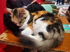 -猫色咖啡·猫咖