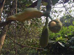 商户图片-南宁良凤江国家森林公园