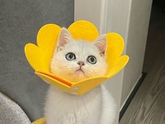 -老吴的猫·猫舍(新区店)