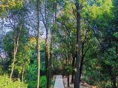 -火炉山森林公园