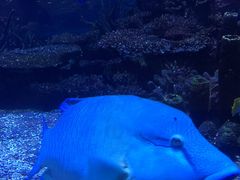 -迪拜帆船酒店海底餐厅