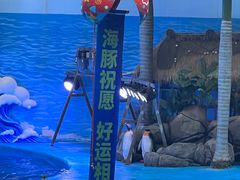 -海合安成都极地海洋公园