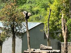 -卧龙中华大熊猫苑神树坪基地