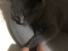 -瑞派福兴宠物医院犬猫全科·骨科·中西医结合(河东店)