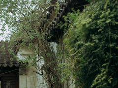 -上海醉白池公园