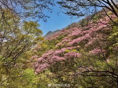 -终南山国家森林公园