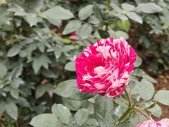-人民公园(罗湖区)