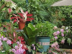 -谷咖啡·鲜花绿植花园餐厅