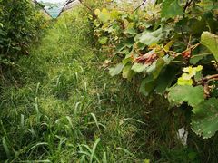 -马陆小张葡萄园农家乐