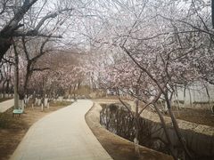 -桃花堤公园