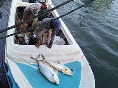 -尼甘布海鲜市场