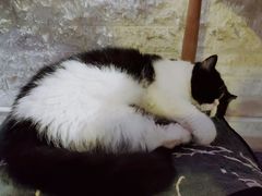 -平行世界·猫咖(首经贸店)
