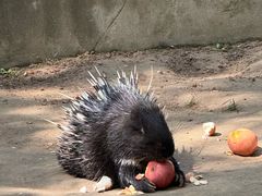 -青藏高原野生动物园