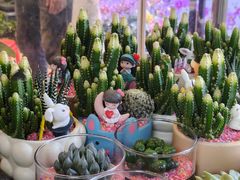 -溪岸路花鸟市场