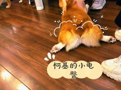 -柯斗斗主题餐厅·狗咖·围炉煮茶·茶饮(国瑞升平里店)