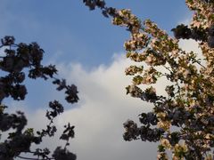 -海棠花溪(元大都城垣遗址公园)