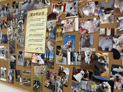 -翊宠yipet猫狗购宠庄园犬舍•猫舍