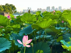 -济南大明湖景区