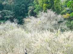 -广州市石门国家森林公园