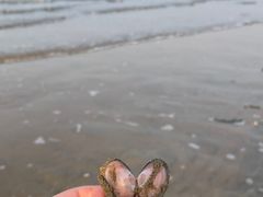 -烟台金沙滩海滨公园