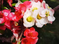 -海棠花溪(元大都城垣遗址公园)