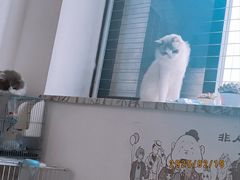 -楼上猫咖(罗湖店)