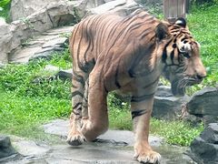 -深圳野生动物园