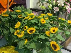 -双季花艺园艺市场(浦东店)