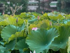 -桂湖森林公园