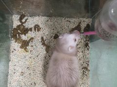 -藦茜花园宠物主题亲子互动体验馆(国顺东路店)