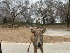 -北京野生动物园