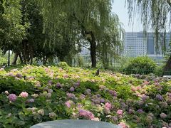 -金银湖国家城市湿地公园