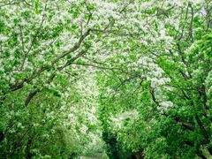 -国家植物园南园