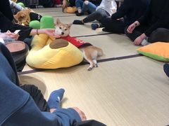 -逗柴咖啡屋·狗咖猫咖宠物桌游