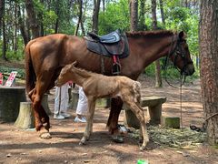 -铁山坪森林公园