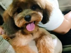 -FAELING PETS美天灵宠物(富力广场店)